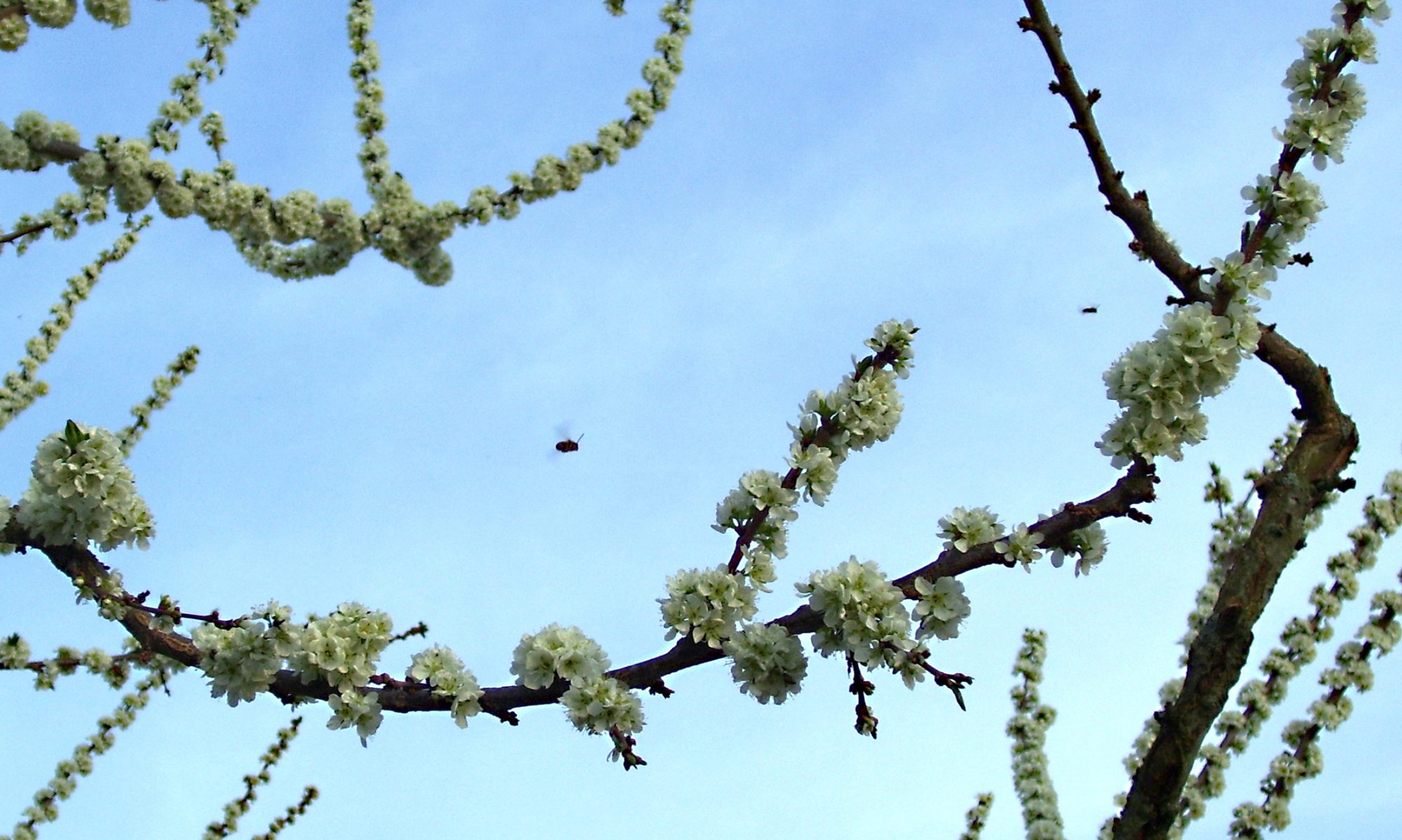 Thorny bushes with juicy berries, the brambleberry bushes grow in